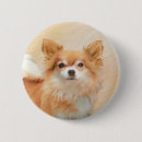 Recherche de chihuahua badges Chiot