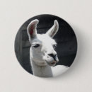 Suche nach lächelndes tier buttons Fotografie