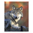 Recherche de photographie de loup posters Loups