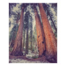 Recherche de sequoia posters Forêt