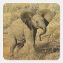 Suche nach afrikanische elefanten aufkleber Loxodonta africana