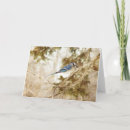 Recherche de blue jay anniversaire cartes Faune