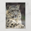 Suche nach weißer leopard postkarten Grau