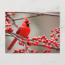 Recherche de oiseaux neige cartes postales Oiseau rouge