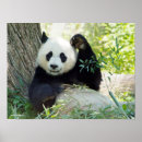 Suche nach großer baum poster Wild lebende tiere
