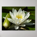 Recherche de étang nénuphar posters Water