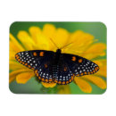 Recherche de zinnia magnets Jaune