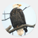 Recherche de aigle chauve autocollants Amérique