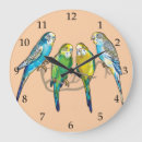 Recherche de budgie bird Pet