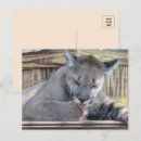 Suche nach cougar postkarten Panther
