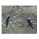 Suche nach schwalben poster Blau