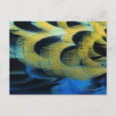 Suche nach rosella poster Tiere