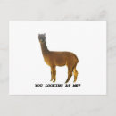 Suche nach guanaco postkarten Kamel