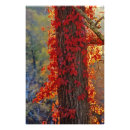 Suche nach rote bäume poster Herbst