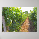 Suche nach trainiert poster Weinbau