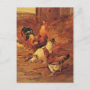 Recherche de coqs cartes postales Oiseaux