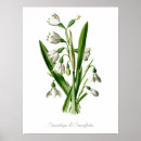 Recherche de perce neige posters Floral