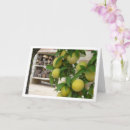 Recherche de prunier cartes postales Prune