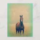 Suche nach horses postkarten Hengst