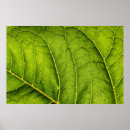 Recherche de détail posters Plante