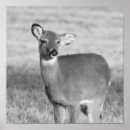 Suche nach schwarzer hirsch poster Tiere