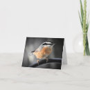 Suche nach rote brust karten Vogelvogel