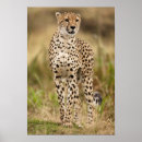 Recherche de jubatus posters Animal