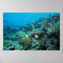 Suche nach tropische fische poster Tiere
