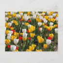 Recherche de tulipe rouge et blanche cartes postales Floral