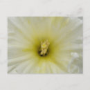 Recherche de narcisses cartes postales Photographie