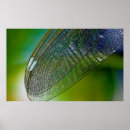 Suche nach natur fotos poster Insekten