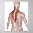 Recherche de cou humain posters Personnes