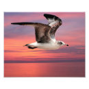 Suche nach möwen poster Sonnenaufgang