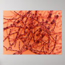 Suche nach mikroskopische poster Horizontal