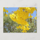 Suche nach flor postkarten Blume