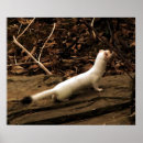 Suche nach weasels poster Natur