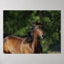 Suche nach quarter horse poster Rasse