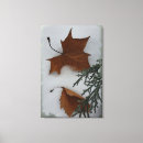 Suche nach ahorn leinwandbilder Blatt