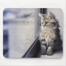 Suche nach fenster mousepads Kätzchen