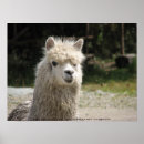 Suche nach alpaka poster Südamerika