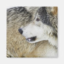Recherche de bois gris magnets Animal