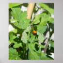 Recherche de de coccinelle posters Insecte