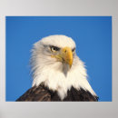 Suche nach alaska adler poster Weißkopfseeadler