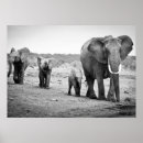 Recherche de african animals posters Outdoors