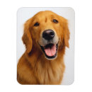 Suche nach goldene retriever magnete Portrait