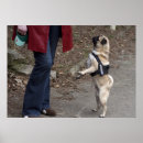 Suche nach mops liebe poster Niedlich