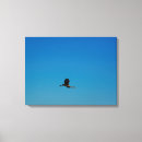 Suche nach blaue federn leinwandbilder Tier