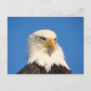 Suche nach alaska adler poster Patriotisch