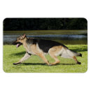 Suche nach hund im auto magnete Hunde