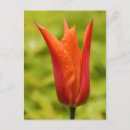 Recherche de gouttelette cartes postales Floral